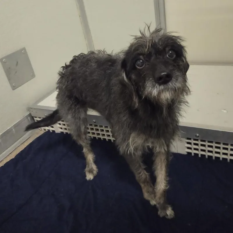 An adult small-sized female Black Mixed Breed dog named Bertha for adoption in Ballston Spa, NY