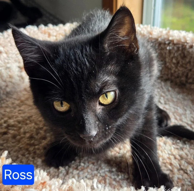 A baby medium-sized male Black Domestic Short Hair cat named Ross for adoption in Battle Ground, WA
