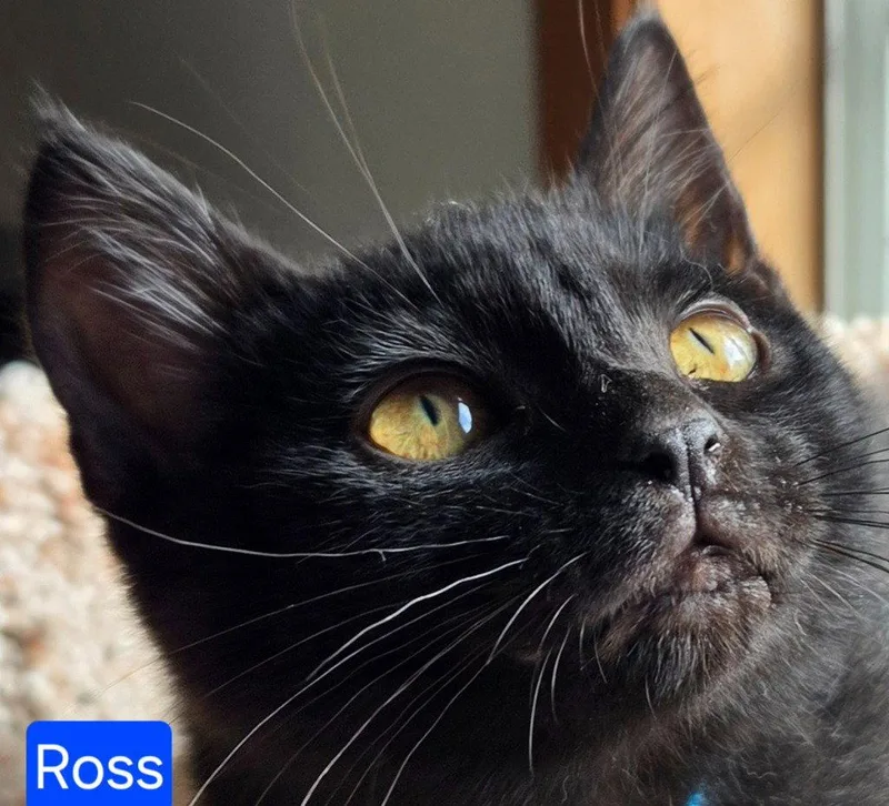Ross thumbnail 2