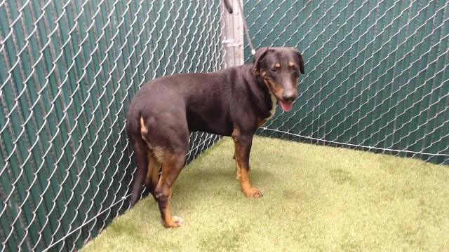 A young medium-sized male Labrador Retriever dog named Ross for adoption in Downey, CA