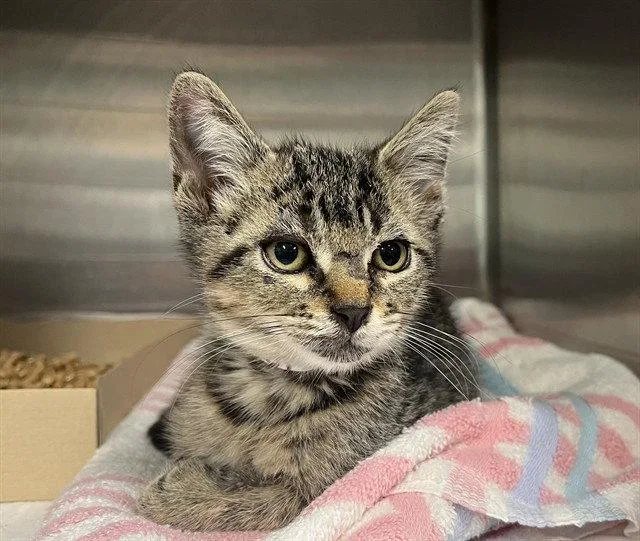 A baby small-sized male Brown / Chocolate Domestic Short Hair cat named Orbit for adoption in Tavares, FL