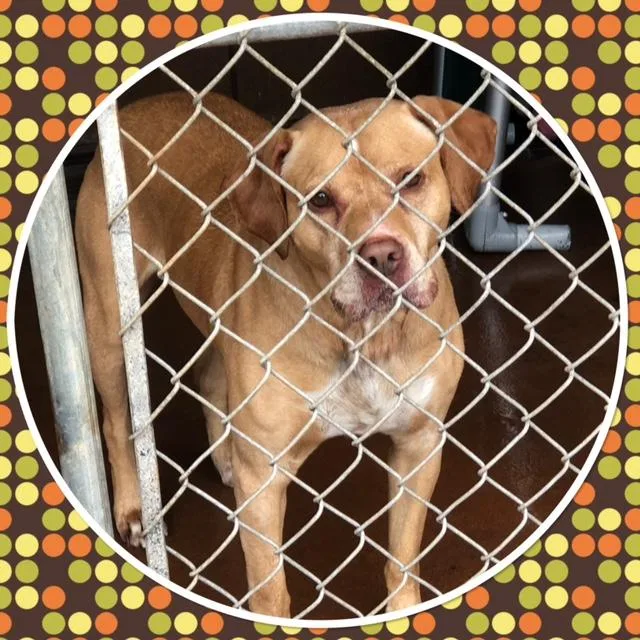 An adult large-sized male Yellow / Tan / Blond / Fawn Mixed Breed dog named Lokie for adoption in Buckhannon, WV