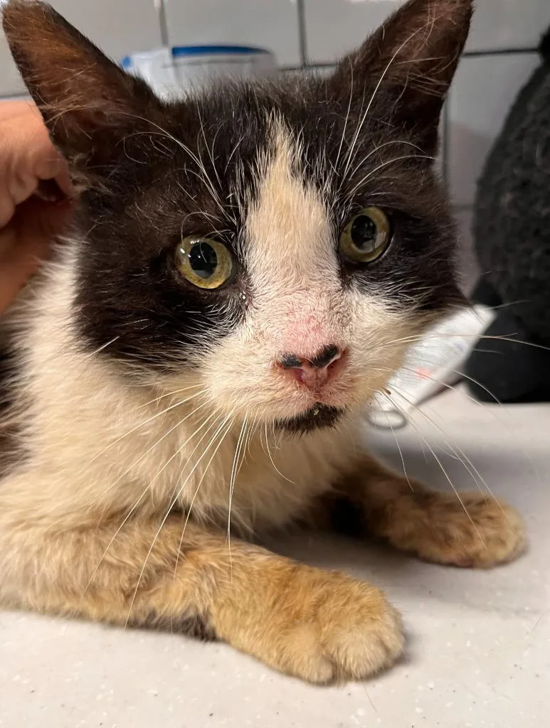 Tommy Boy thumbnail 3