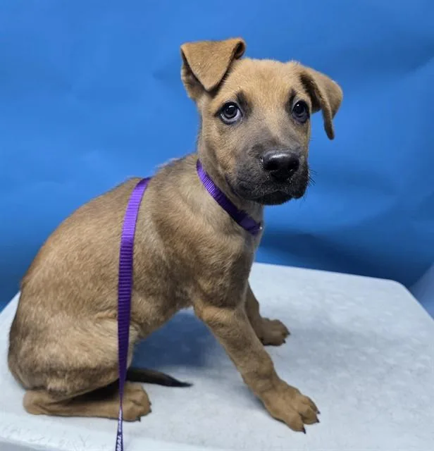 A baby medium-sized male German Shepherd Dog dog named Ashley for adoption in Gardena, CA