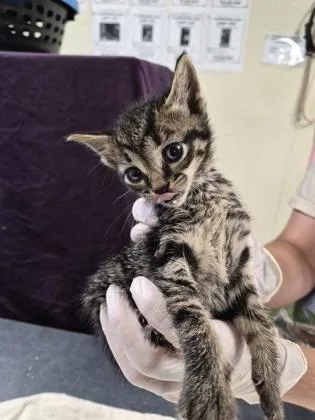 A baby small-sized male Domestic Short Hair cat named Canary for adoption in Clarks Summit, PA