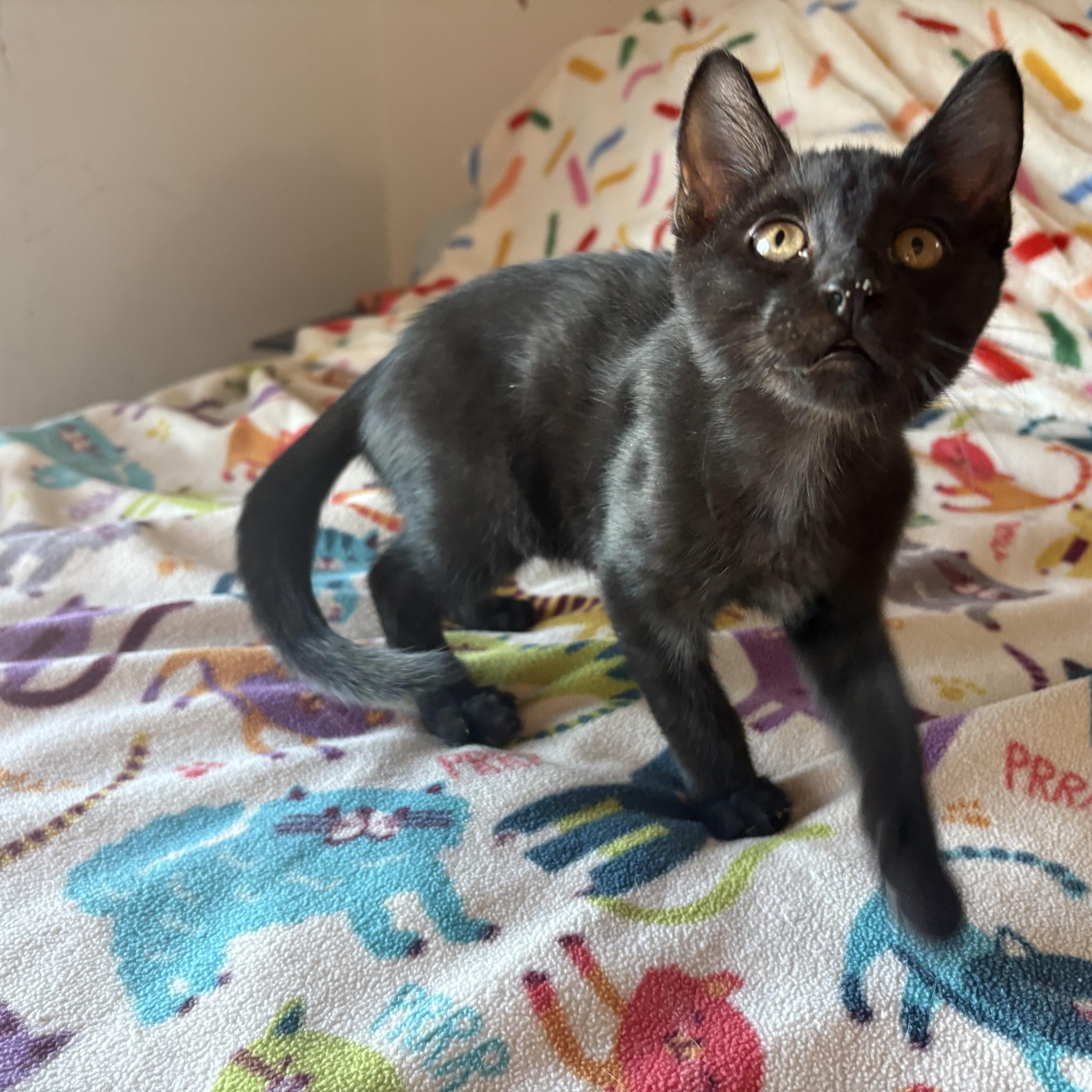 A baby medium-sized male Black Domestic Short Hair cat named Panther for adoption in SCOTTSDALE, AZ