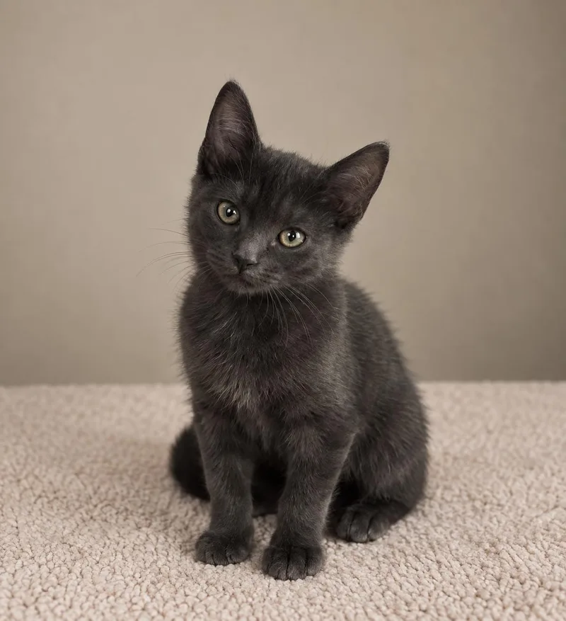A baby medium-sized female Domestic Short Hair cat named Kimchi for adoption in Fort Collins, CO
