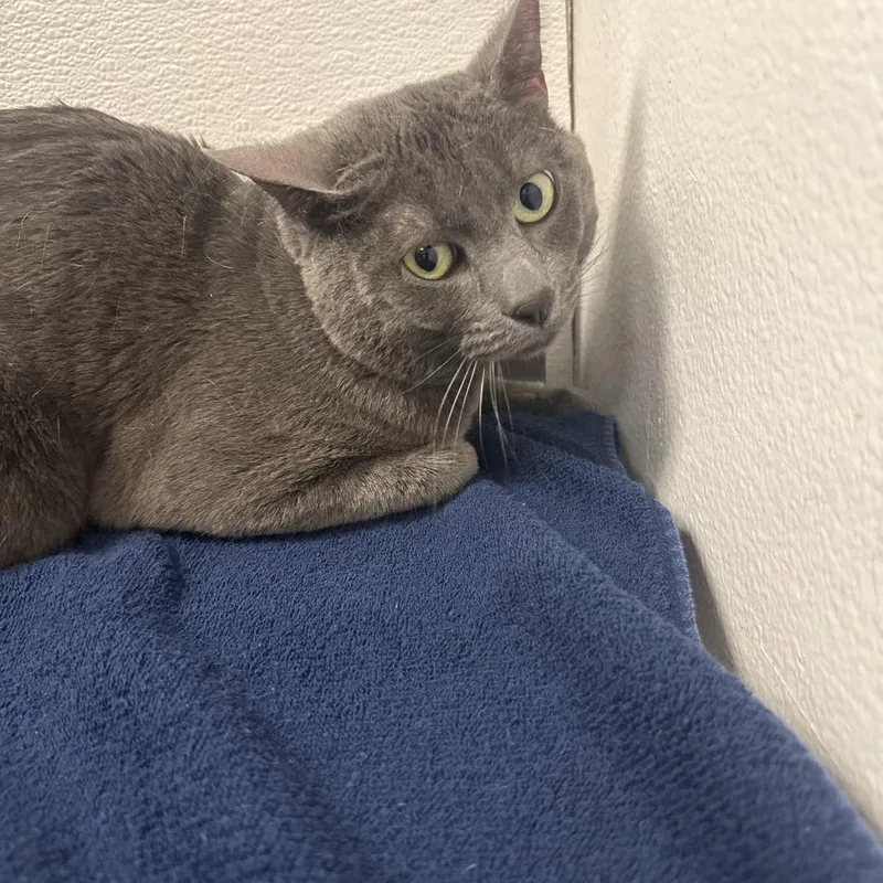 An adult medium-sized male Gray / Blue / Silver Domestic Short Hair cat named Sam for adoption in Henderson, NV