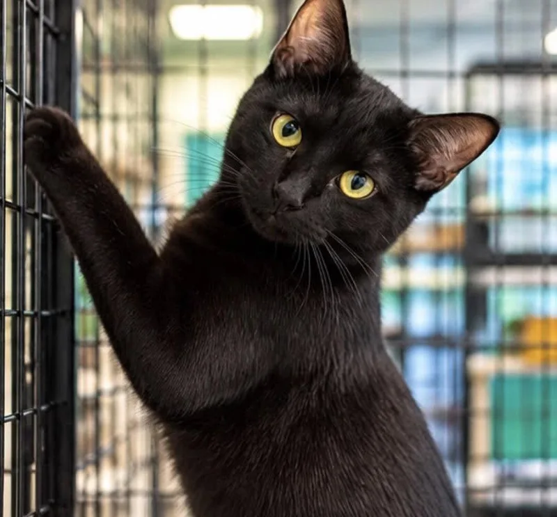 A young medium-sized female Black Domestic Short Hair cat named Dora for adoption in Margate, FL