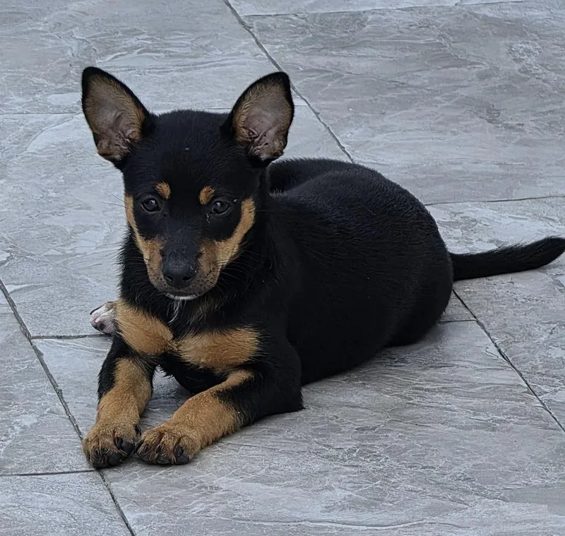 A baby medium-sized male Bicolor Shepherd dog named Thomas for adoption in New York, NY