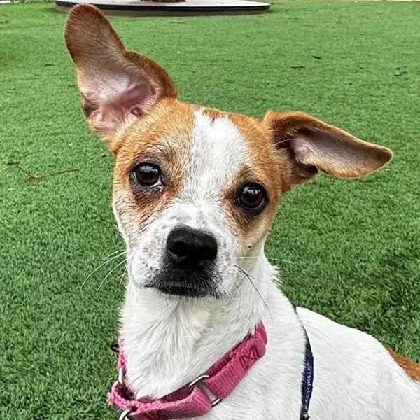 An adult small-sized male Chihuahua dog named Narwhal for adoption in Walnut Creek, CA