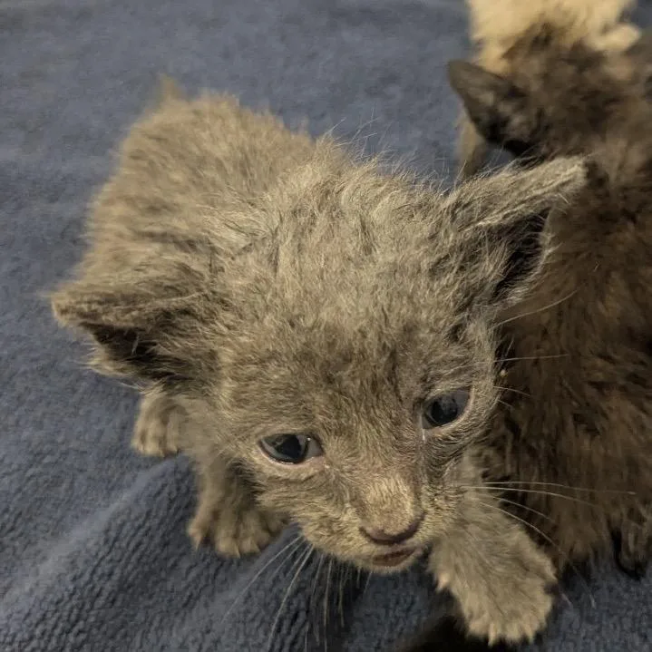 A baby small-sized male Gray / Blue / Silver Domestic Short Hair cat named Jubilee Street for adoption in Austin, TX