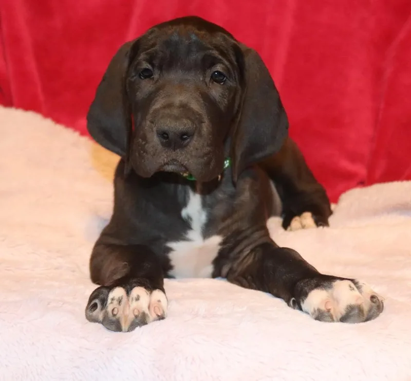 A baby extra large-sized female Great Dane dog named Fauna for adoption in Mesa, AZ