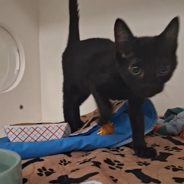 A baby small-sized male Domestic Short Hair cat named Stewy for adoption in Sugar Land, TX