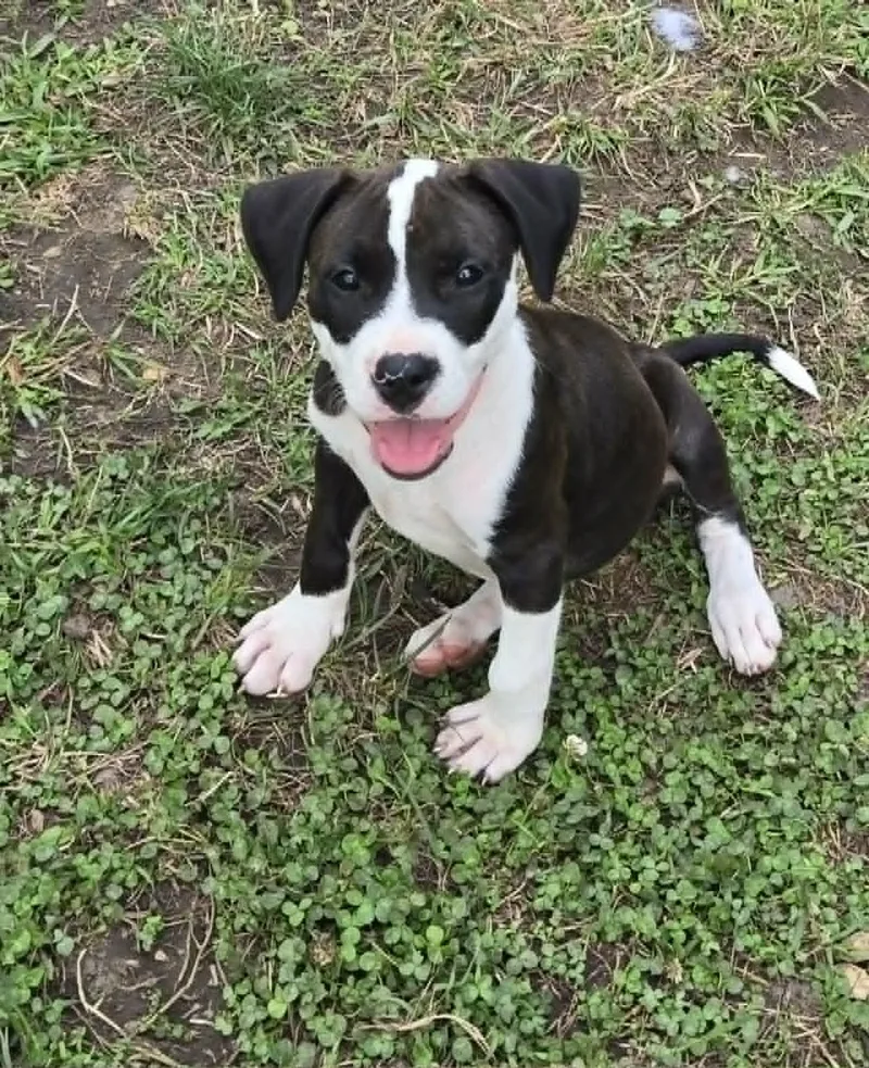 Kahlua