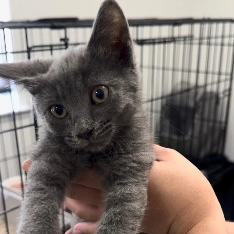 A baby small-sized male Gray / Blue / Silver Domestic Medium Hair cat named Fox for adoption in Pleasanton, CA