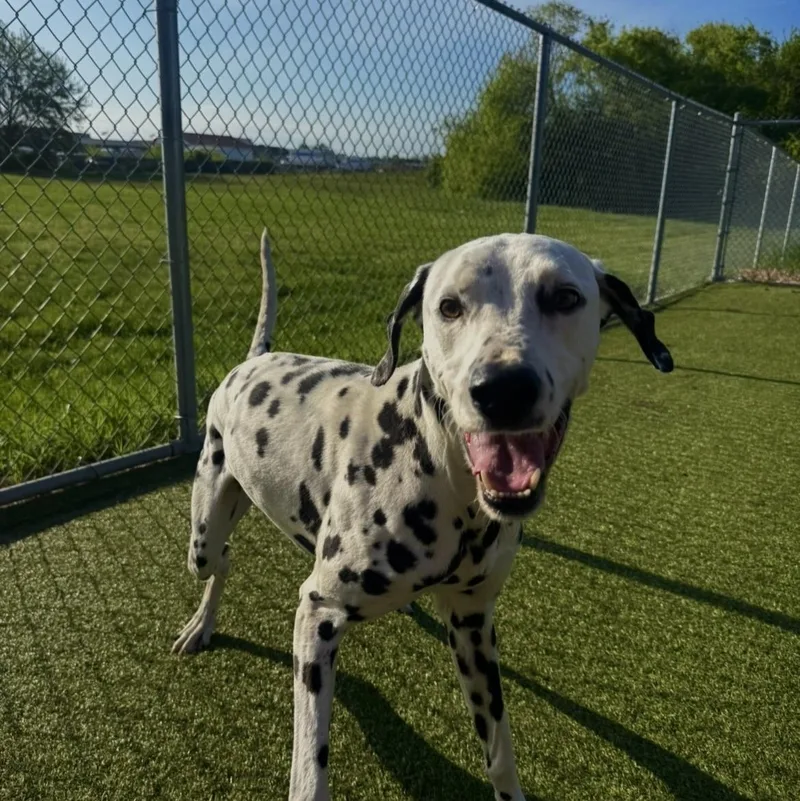 An adult medium-sized male Harlequin Dalmatian dog named Blizzard for adoption in Terre Haute, IN