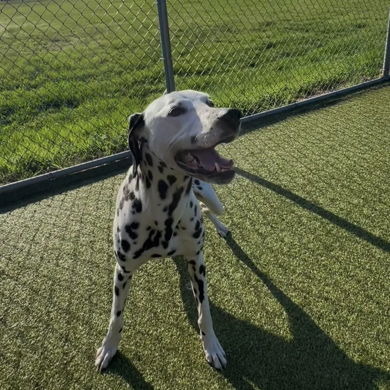 Blizzard thumbnail 2