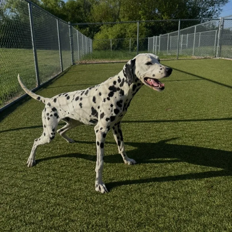 Blizzard thumbnail 3