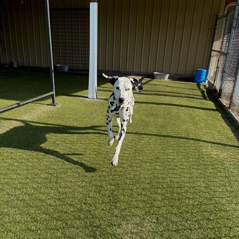 Blizzard thumbnail 5