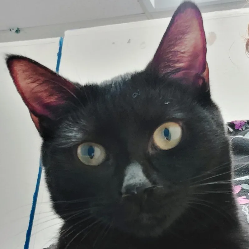 A young medium-sized male Black Domestic Short Hair cat named Lime for adoption in Los Angeles, CA