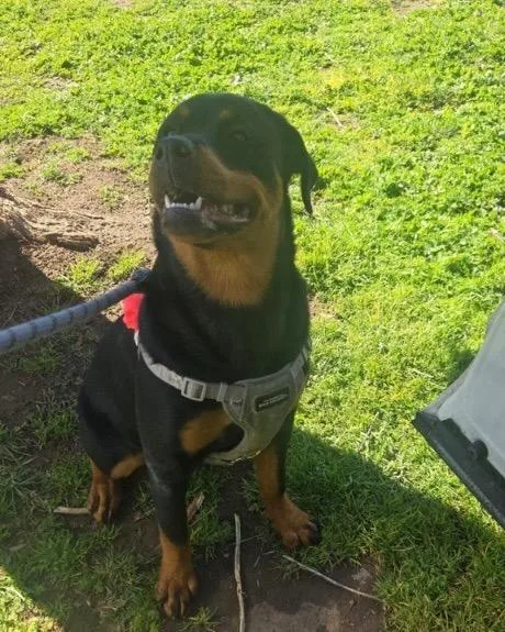 A baby large-sized female Rottweiler dog named Anyka for adoption in Reno, NV