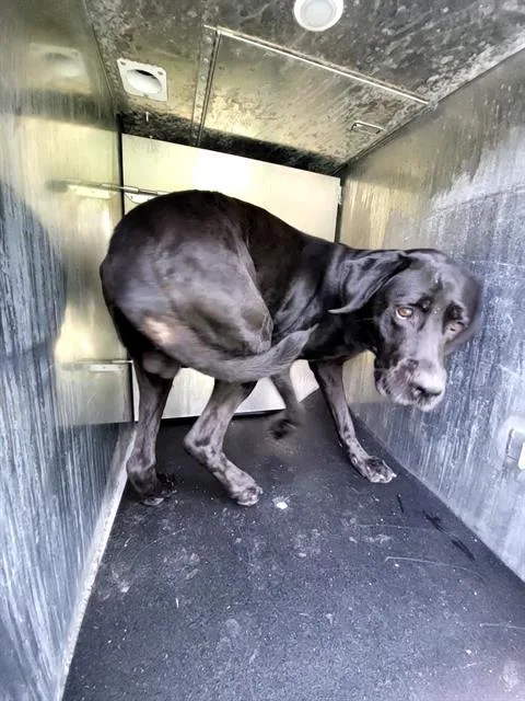 An adult large-sized male Labrador Retriever dog named Cane for adoption in San Antonio, TX