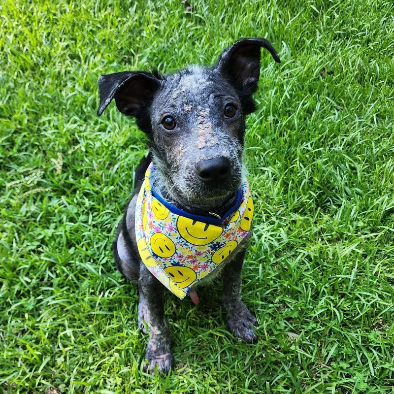 A young medium-sized male White / Cream Mixed Breed dog named Rory for adoption in Springboro, OH