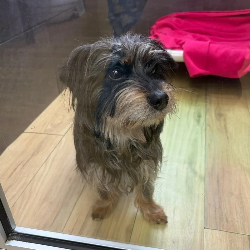 Cayenne Pepper thumbnail 2