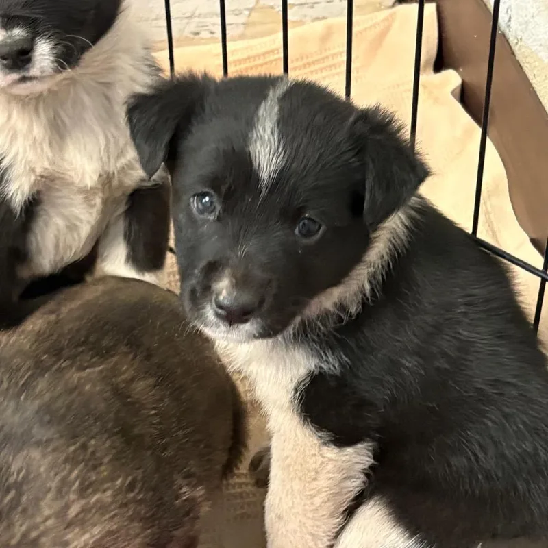 A baby small-sized male Black Border Collie dog named Tbone for adoption in Flagstaff, AZ