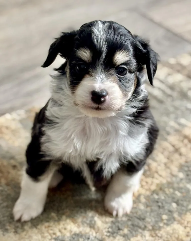 Peanut