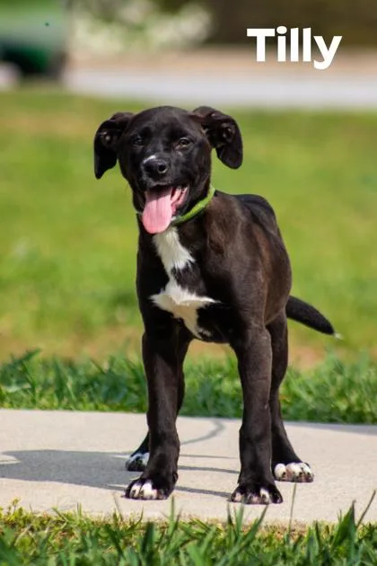 A young medium-sized female Black Labrador Retriever dog named Tilly for adoption in Clayton, GA