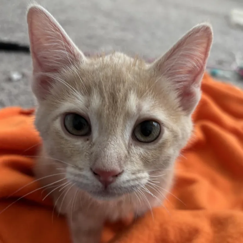 A young small-sized male Domestic Short Hair cat named Capushino for adoption in Cumming, GA