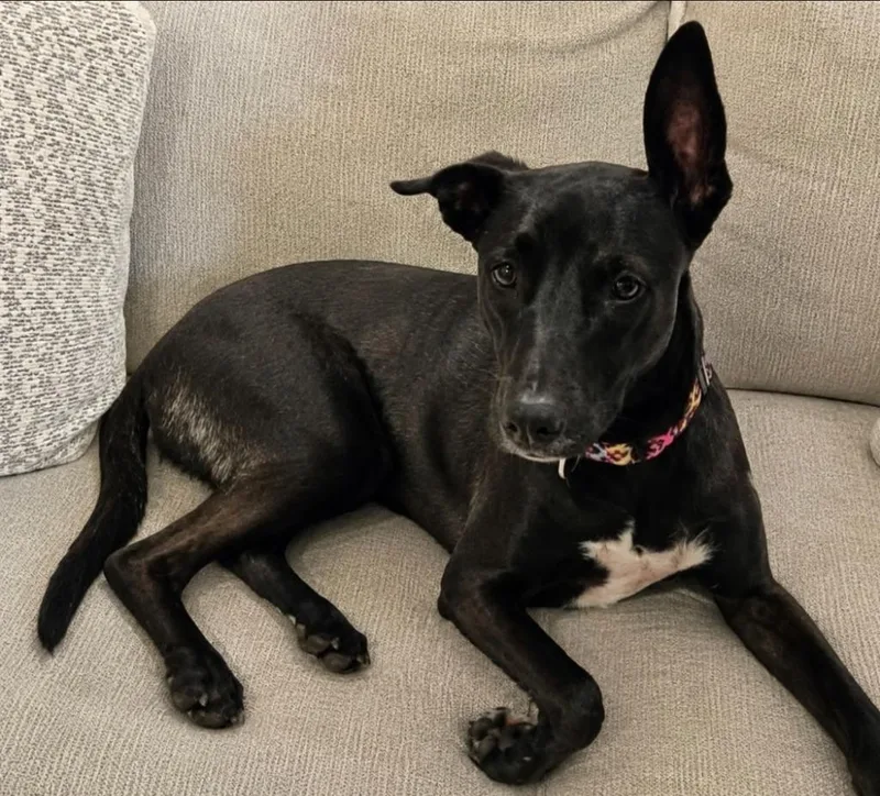 A young medium-sized female Labrador Retriever dog named Tink for adoption in North Syracuse, NY