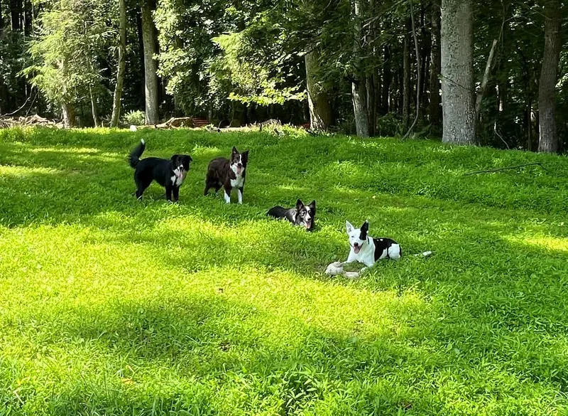 An adult medium-sized female Black Border Collie dog named Minnie for adoption in Chestertown, MD
