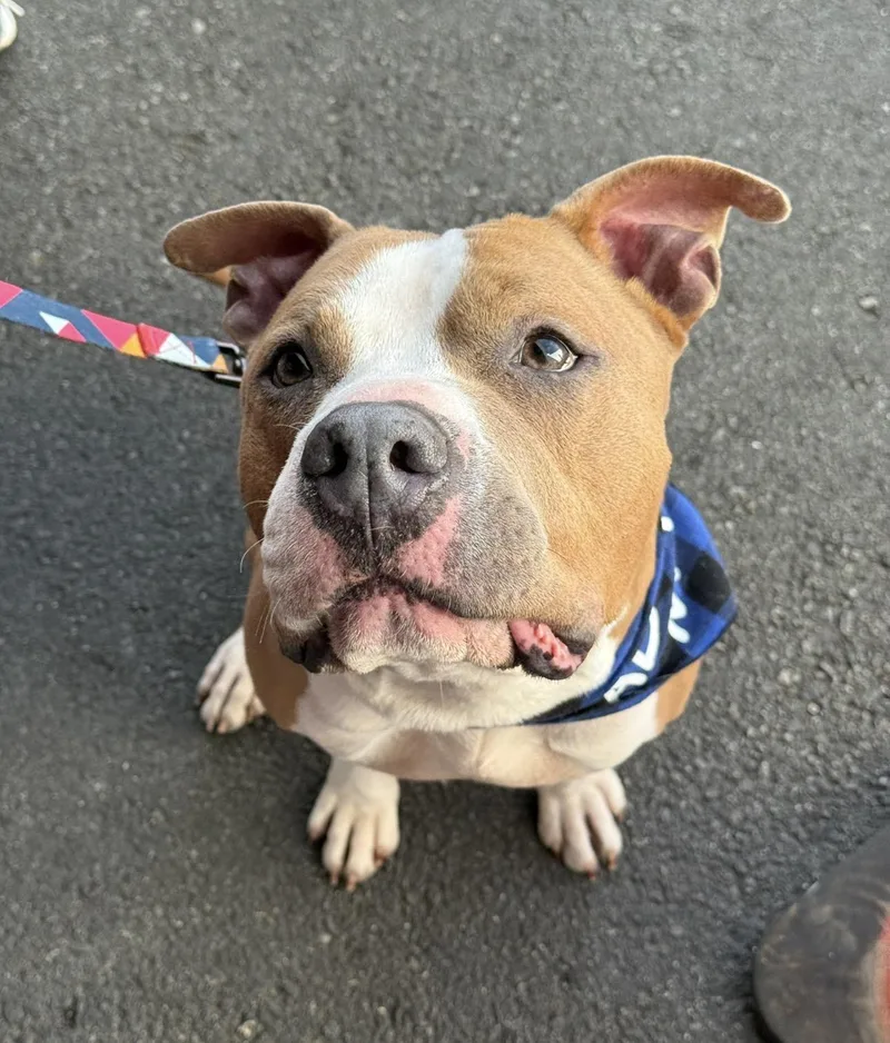 A young large-sized female American Bully dog named Bruce for adoption in Beverly Hills, CA
