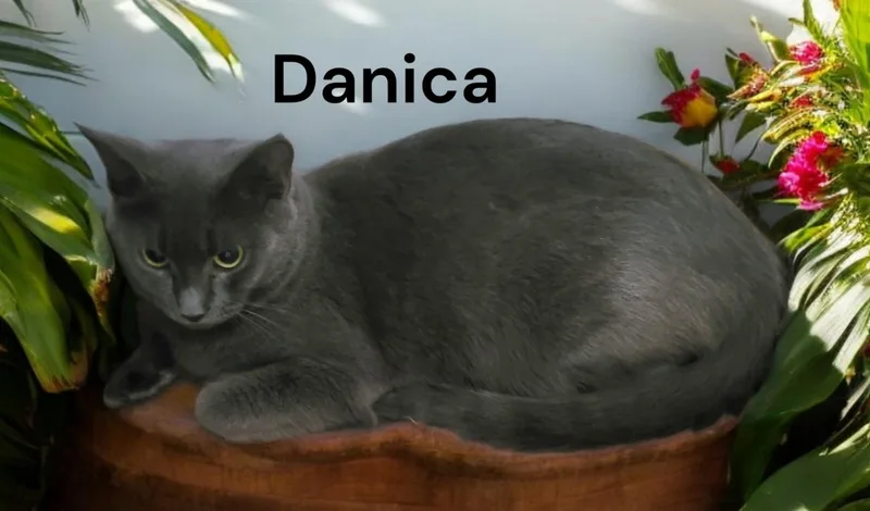 Danica thumbnail 2
