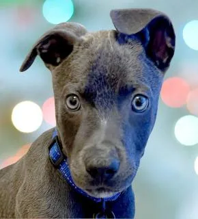 A baby medium-sized male Mixed Breed dog named Hocus for adoption in Schaumburg, IL
