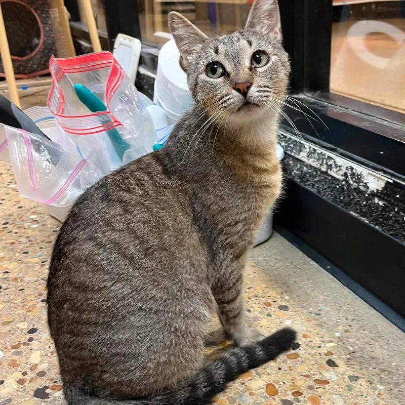 A young small-sized female Brown / Chocolate Domestic Short Hair cat named Blossom for adoption in Plainfield, IL