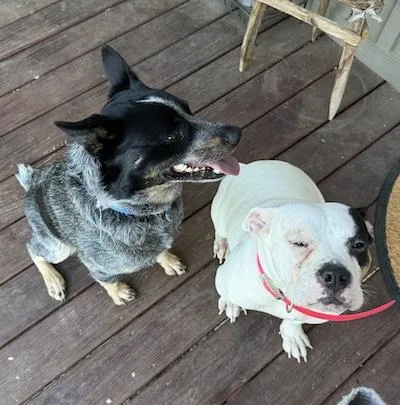 Banjo