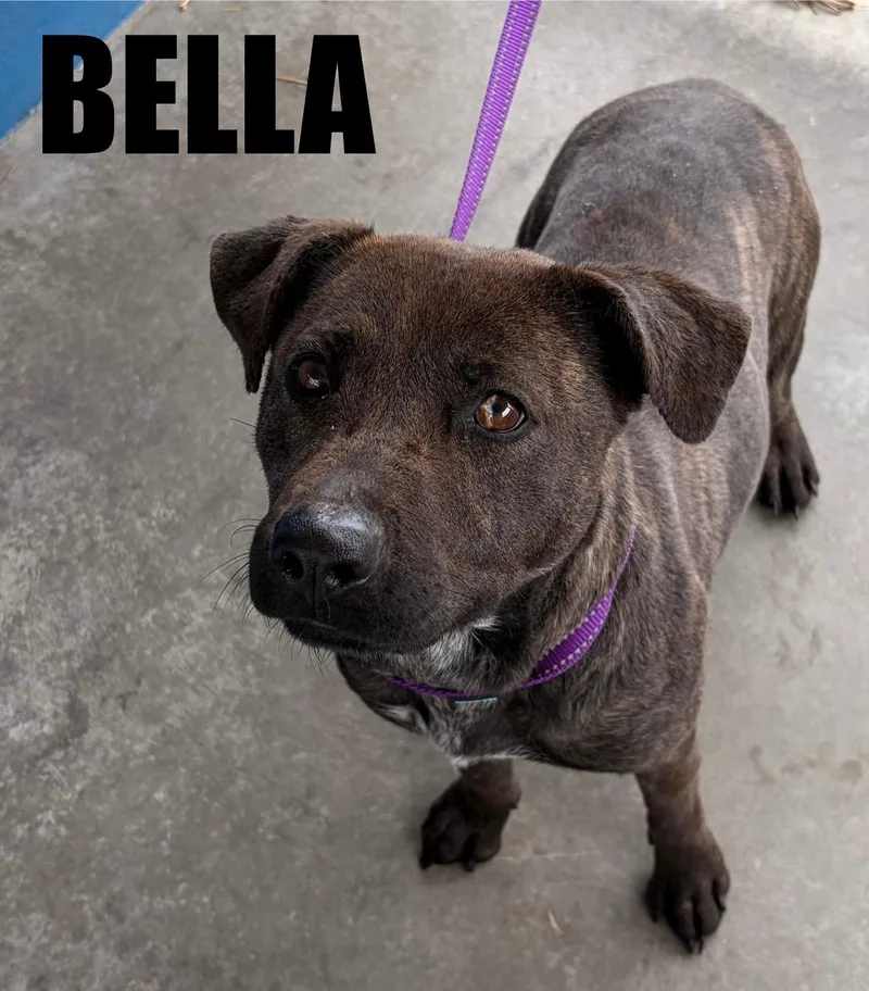 A young medium-sized female Shepherd dog named Bella for adoption in Snow Hill, NC