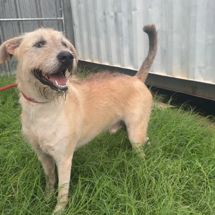 A young medium-sized male Terrier dog named Blue for adoption in Paradise, TX