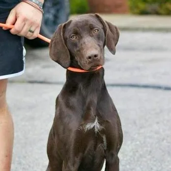 Sable