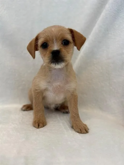 A baby small-sized female Pug dog named Arwen for adoption in Forney, TX