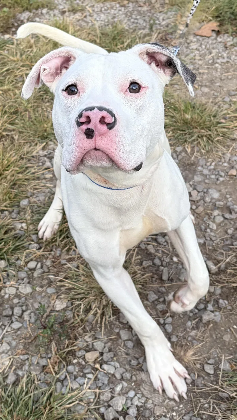 A young medium-sized male White / Cream Mixed Breed dog named Asher for adoption in McKeesport, PA