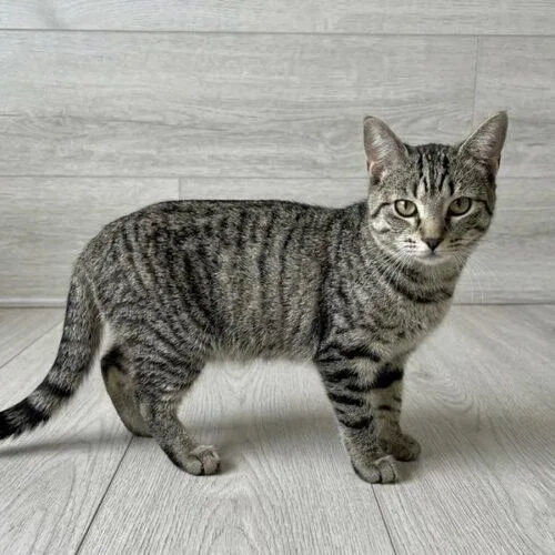 A young small-sized female Domestic Short Hair cat named Lil Peeps for adoption in Tampa, FL