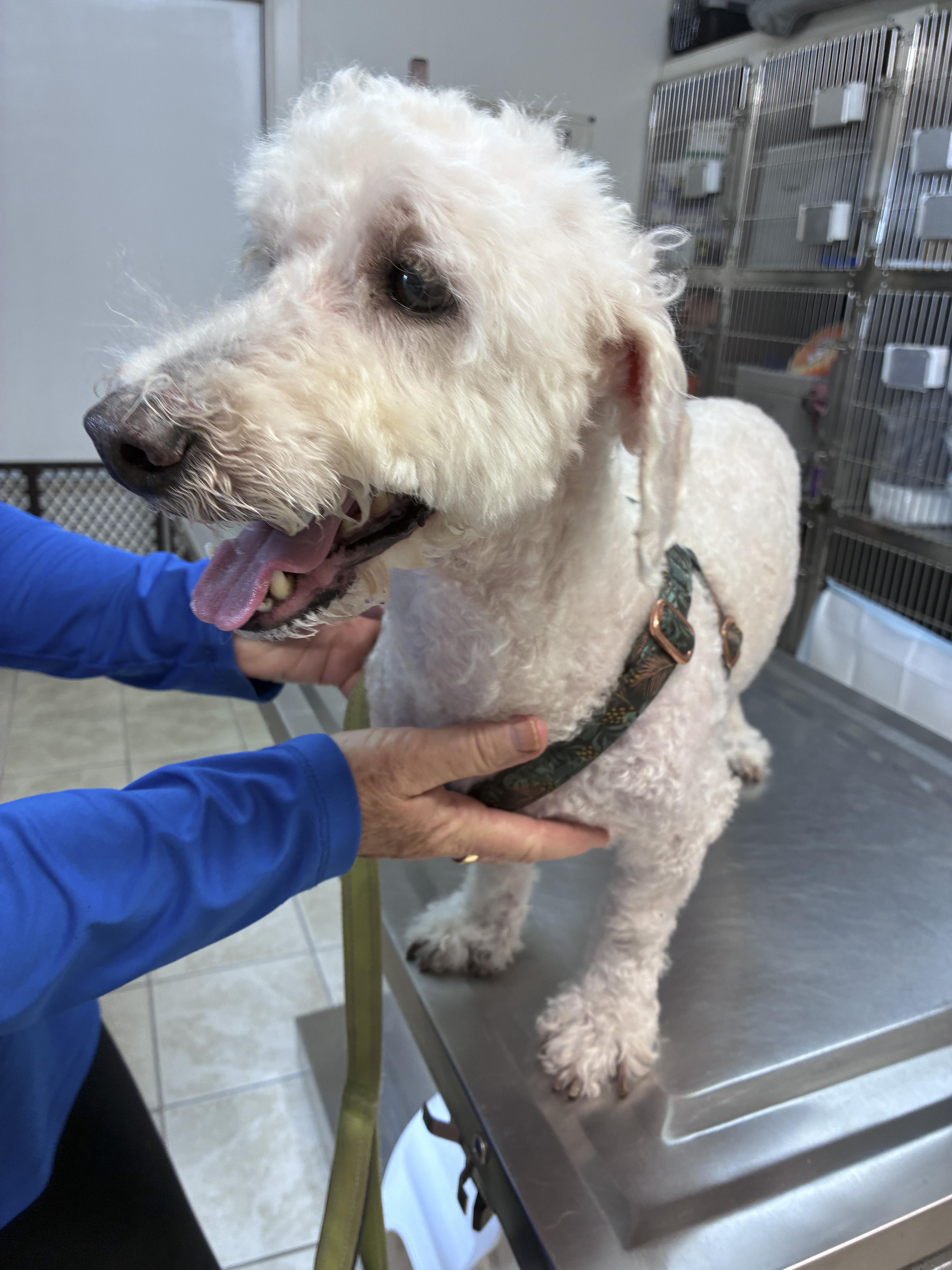 A senior small-sized male White / Cream Poodle dog named Will for adoption in Ruskin, FL