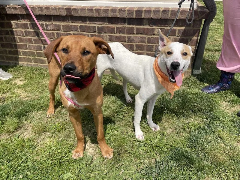 An adult medium-sized male Mixed Breed dog named Louie  Koda for adoption in Dickson, TN