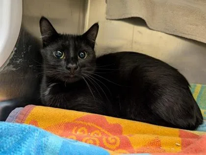 A young medium-sized female Domestic Short Hair cat named Empress for adoption in Westland, MI