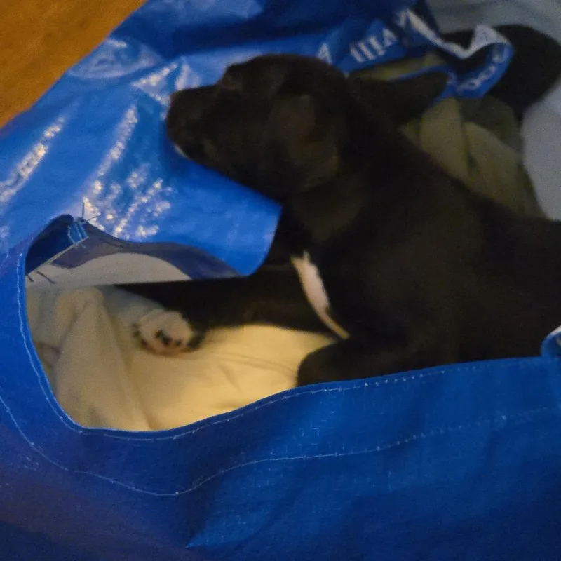 A baby small-sized male Black Labrador Retriever dog named Bullet for adoption in Long Beach, CA